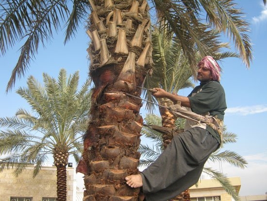تكريب النخل